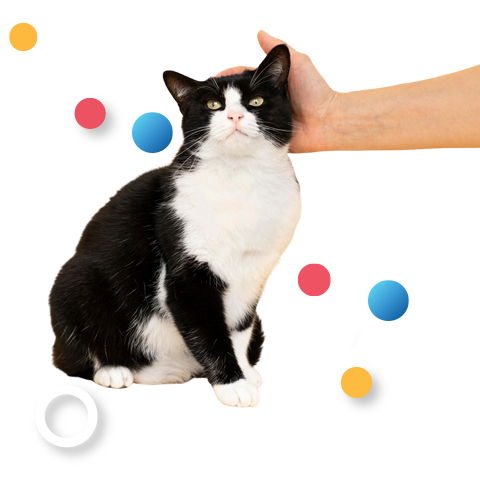 Simogatás, szeretgetés